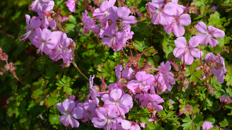 Cranesbill with blooming pink flowers