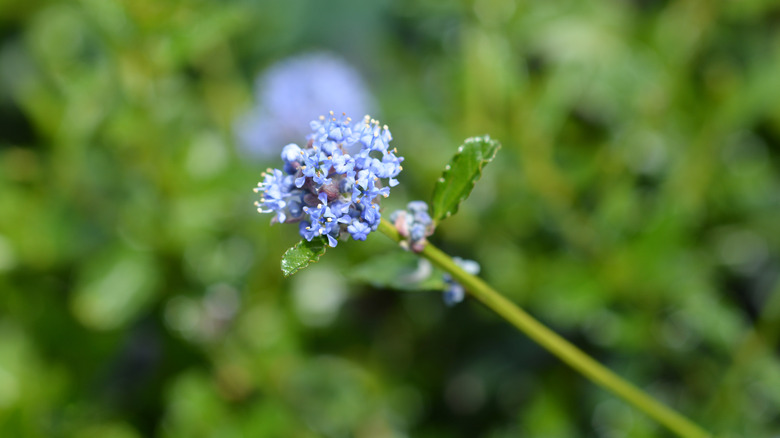 Small flower on creeping blueblossom