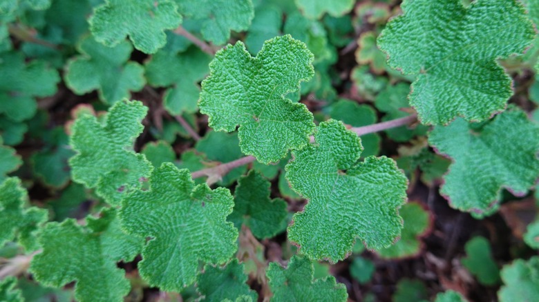 Creeping raspberry's green foliage 