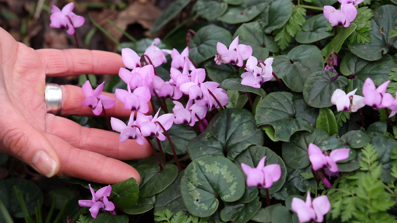 Hand touching Eastern sowbread blooms