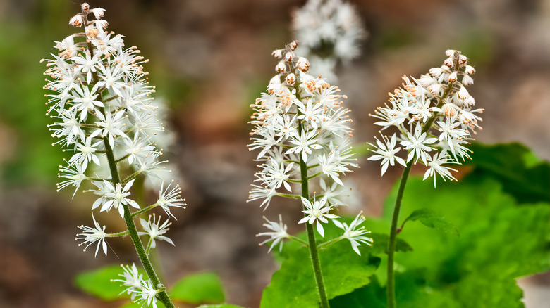 Foam flower with white blooms