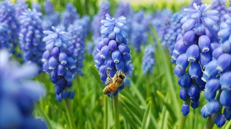 Grape hyacinth with a bee