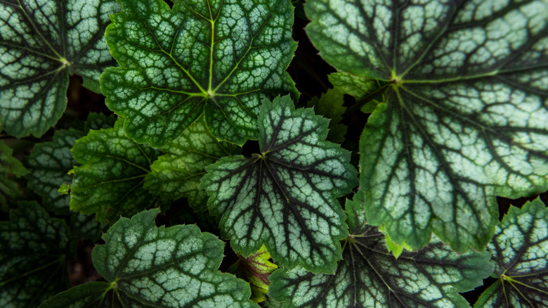 Island alumroot dark viened leaves