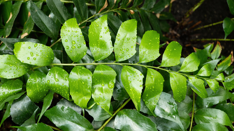 Japanese holly fern branch