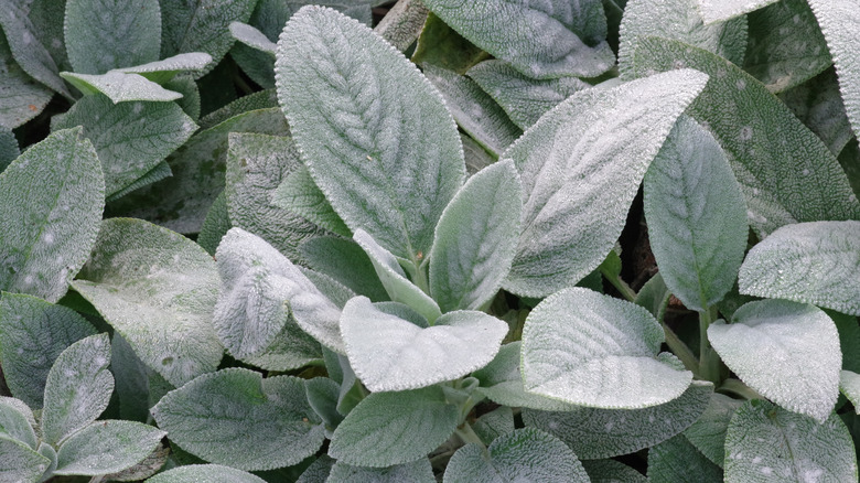 Lambs' ears silver velvet leaves