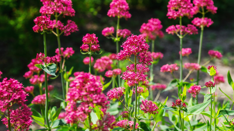 Red valerian flowers in bloom