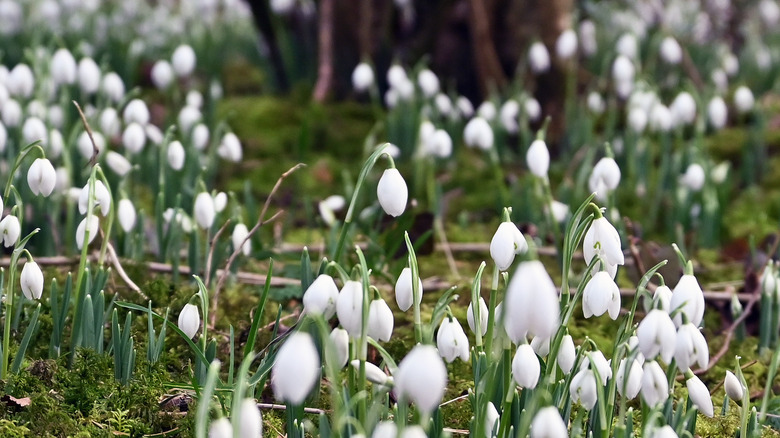 Snowdrops on woodland floor 