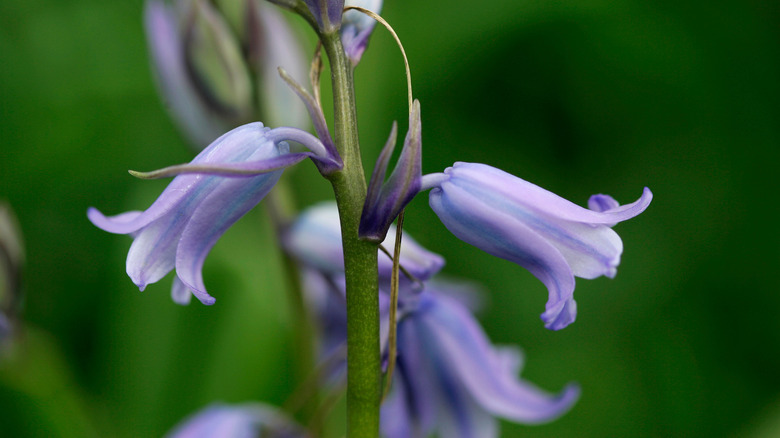 Spanish bluebell flowers in bloom