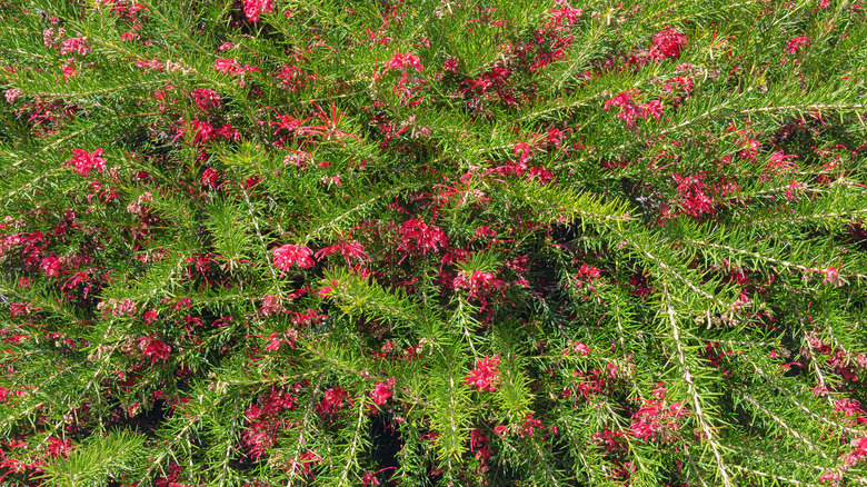 Spider flowers in aerial view 