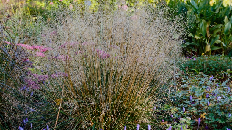 Tall golden tufted hairgrass