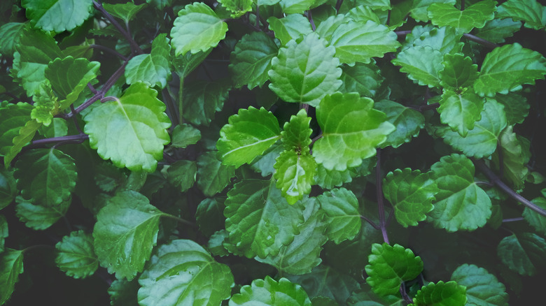 Yerba buena green serrated foliage