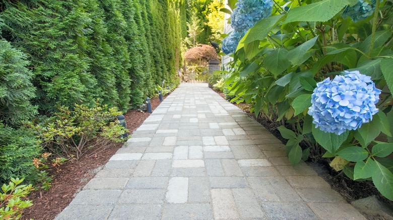 Paver walkway with hydrangeas