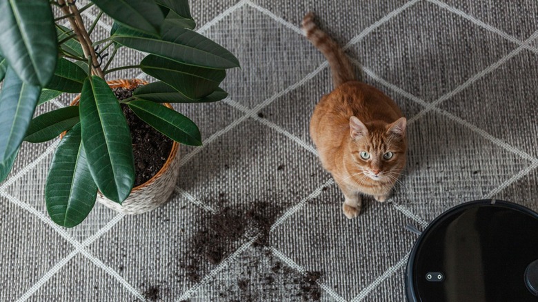 Dirty carpet with cat