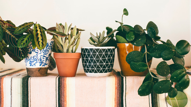 Desert plants clay pots