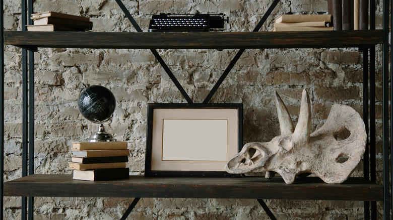 triceratops skull on shelf 