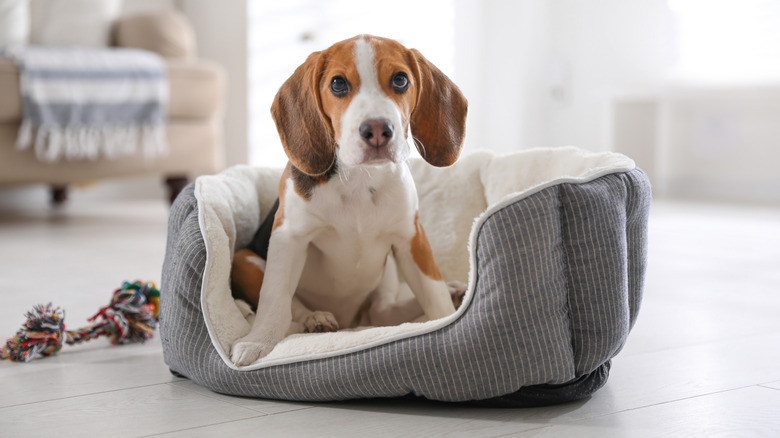 Dog in pet bed