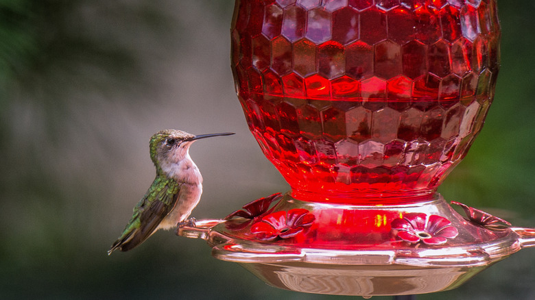 Hummingbird perched on feeder