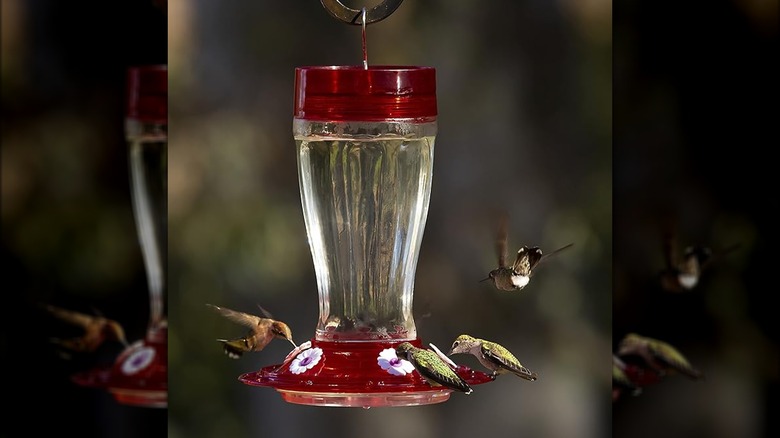 Red and clear hummingbird feeder