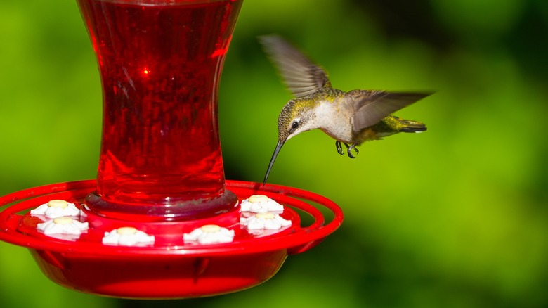 Hummingbird near red feeder