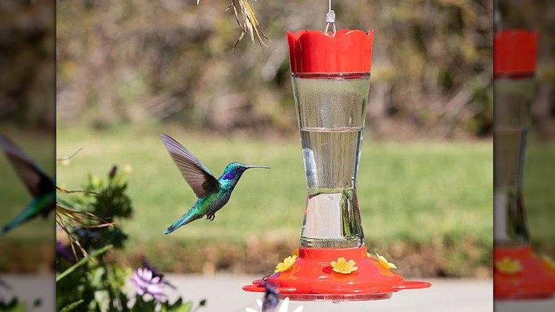 clear and red hummingbird feeder