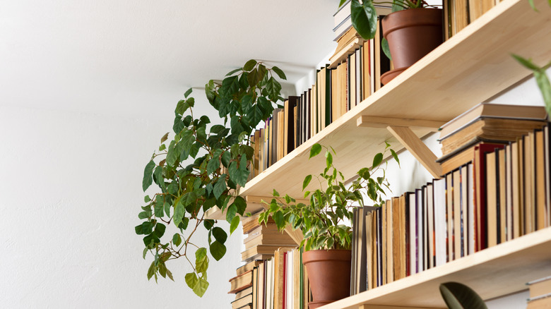 Potted plants on a bookshelf