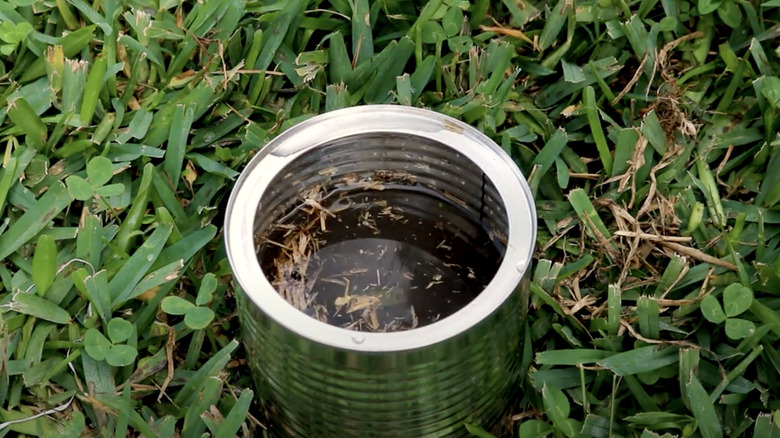 A coffee can in the ground used as a chinch bug trap.