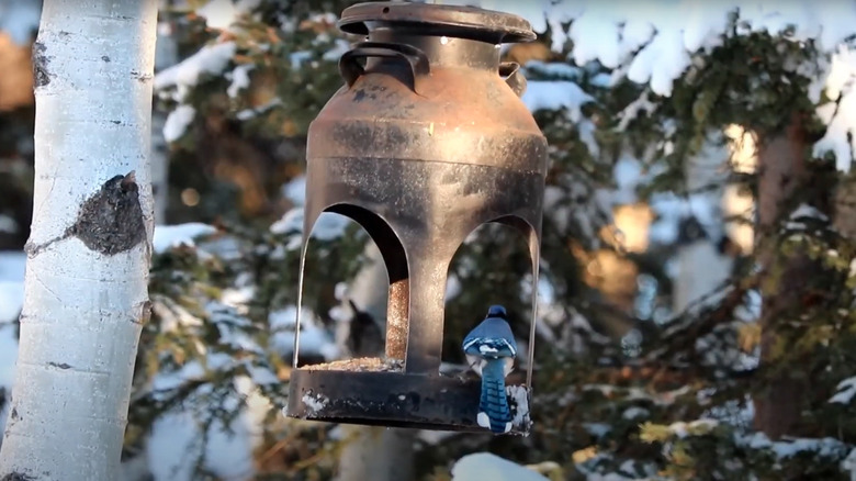 A blue bird sits on a bird feeder made from a vintage milk jug.