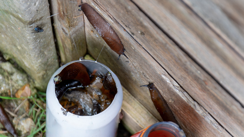 Slugs attracted to a beer trap made from an old can.