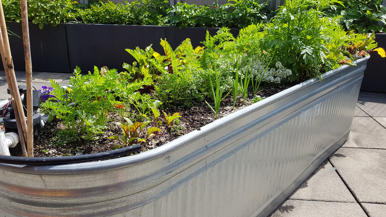 A horse trough being used as a raised bed garden.