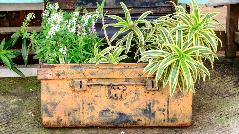 An old tool box used as a planter in the garden.