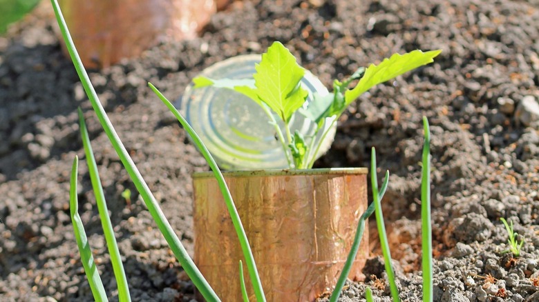 A tin can pushed into the garden bed protects seedlings from cutworms.