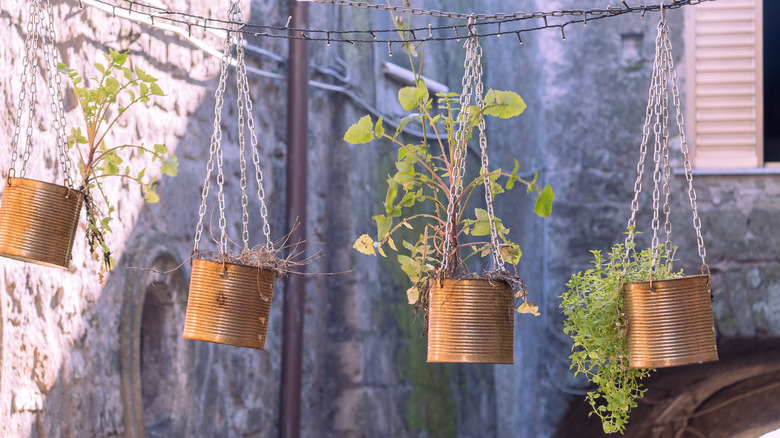 Large food tins used as hanging planters in a rustic courtyard.