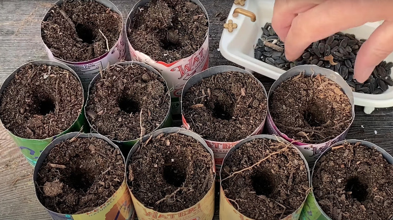 Seedling pots made from aluminum soda cans.