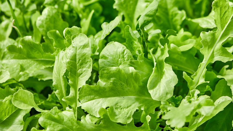 Arugula plant growing in a garden