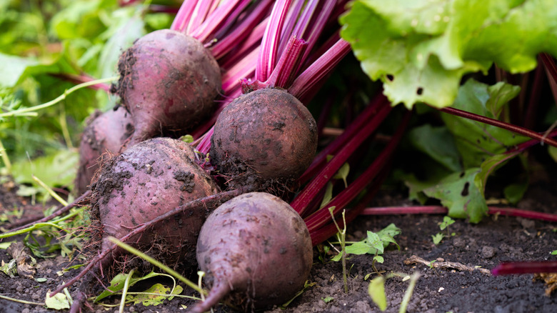 Freshly harvested beet plant with green leaves in garden