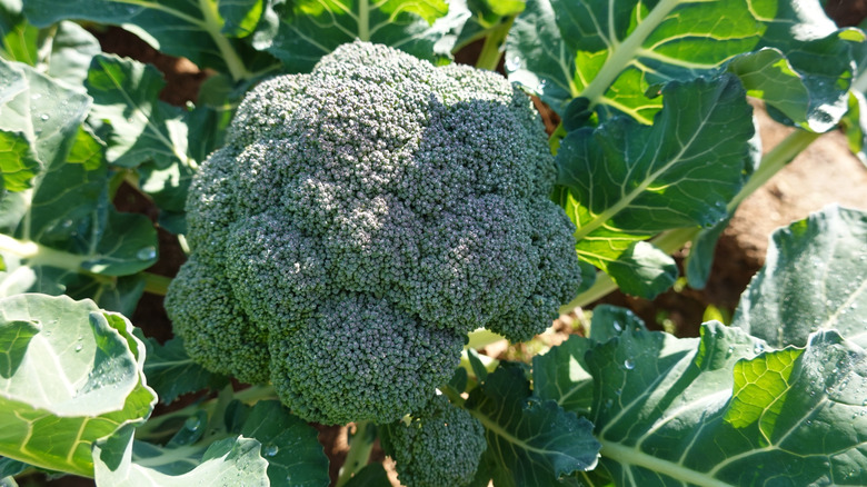 Mature broccoli plant with large green leaves ready for harvest