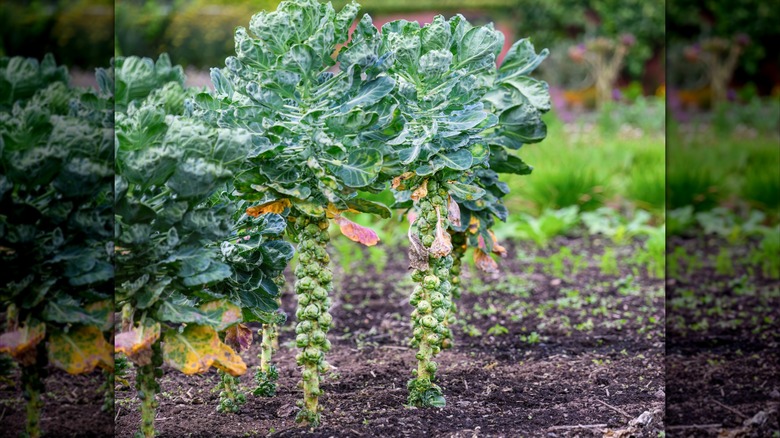 Brussels sprouts growing in field and are ready to be harvested