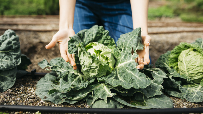 Hands holding a cabbage growing in a vegetable bed