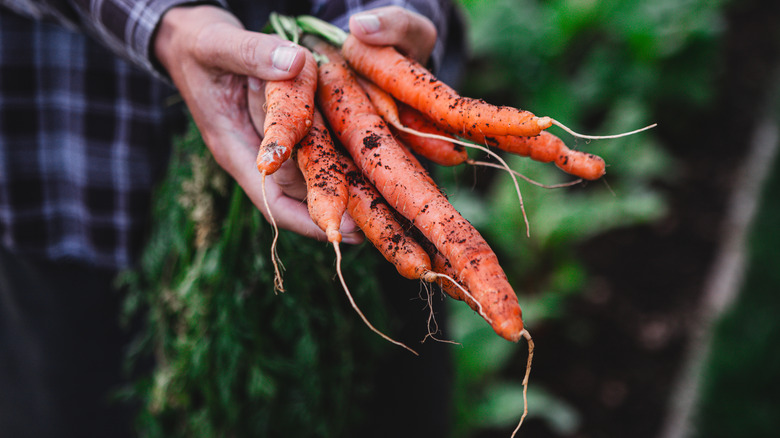 Hands holding freshly picked carrots