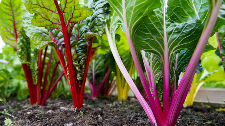 Chard growing in a garden