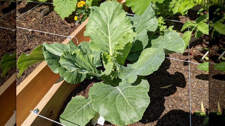 Collard greens growing in garden