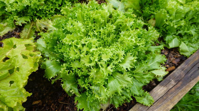 Green leaves of endive growing in vegetable bed