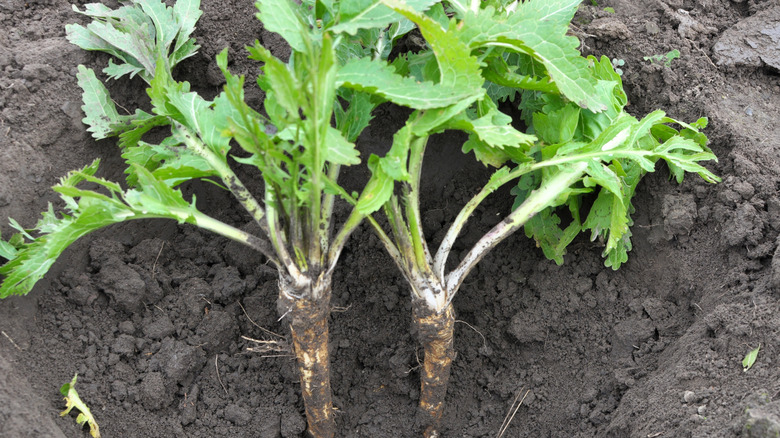 Harvesting horseradishes growing in soil