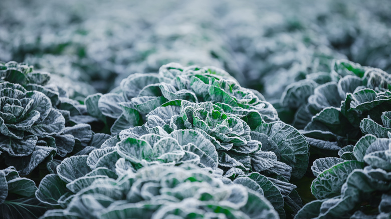 Frost on the leaves of cabbage plants in a garden