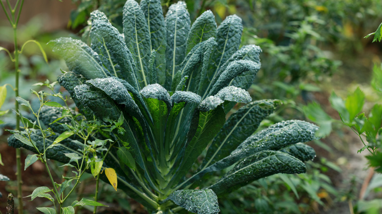 A mature kale plant in garden with dew drops on top