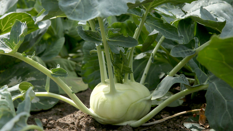 Kohlrabi growing in a vegetable bed