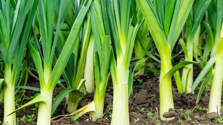 Leeks growing in vegetable bed in garden