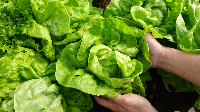 Hands harvesting grown lettuce from the vegetable bed