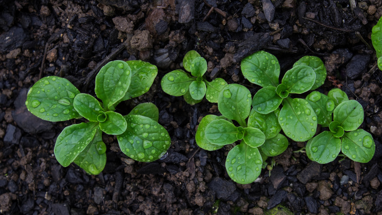 Mâche leaves growing in garden in vegetable bed and sporting raindrops