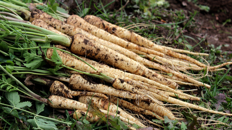 Freshly harvested parsnips on soil